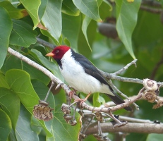 Yellow-billed Cardinal